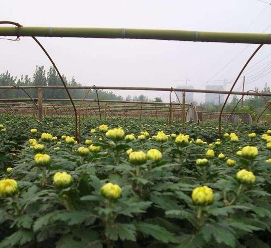 菊花种苗基地